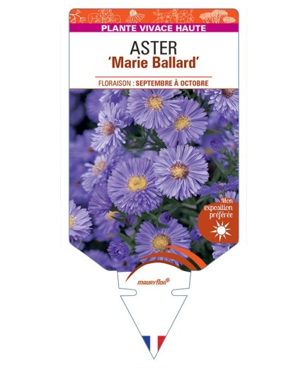 ASTER (novi-belgii) Marie Ballard