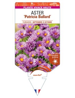 ASTER (novi-belgii) Patricia Ballard