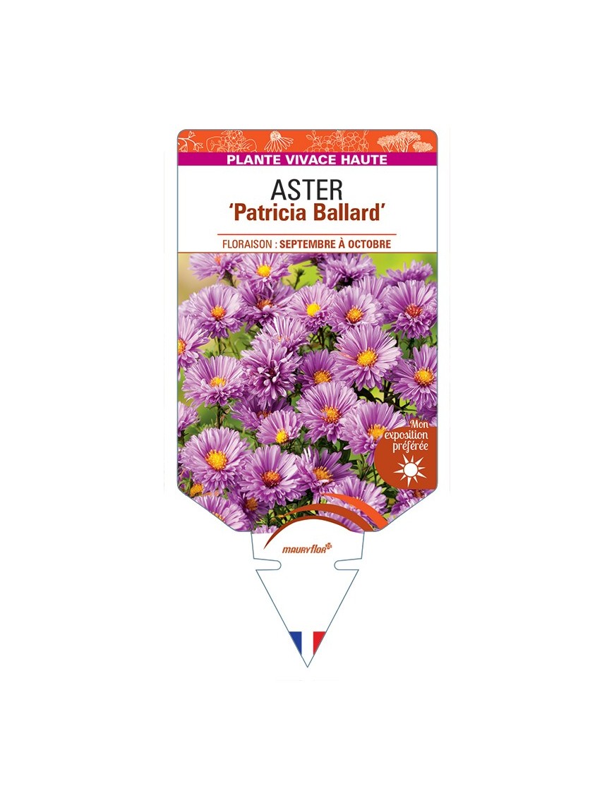 ASTER (novi-belgii) Patricia Ballard