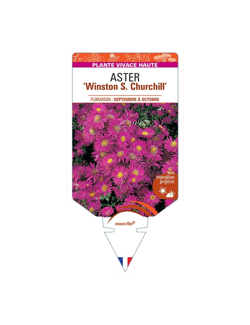 ASTER (novi-belgii) Winston S. Churchill