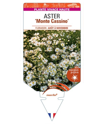 ASTER (pringlei) Monte Cassino