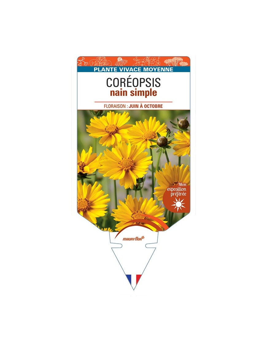 COREOPSIS NAIN SIMPLE (jaune) *