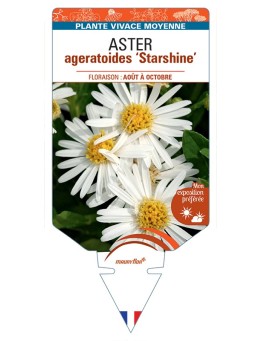 ASTER ageratoides Starshine