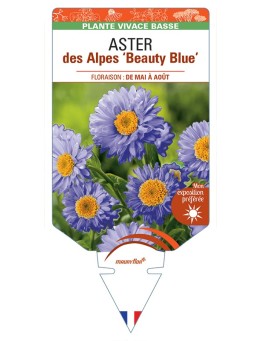 ASTER alpinus Beauty Blue voir ASTER des Alpes
