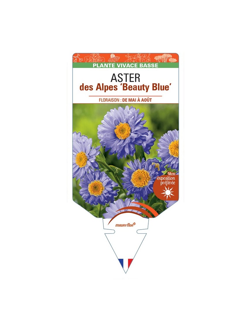 ASTER alpinus Beauty Blue voir ASTER des Alpes