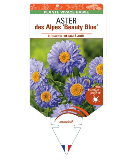 ASTER alpinus Beauty Blue voir ASTER des Alpes