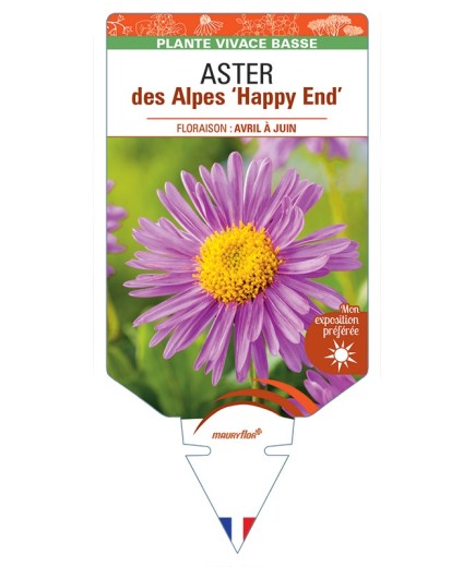 ASTER alpinus Happy End voir ASTER des Alpes