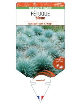 FÉTUQUE (bleu)