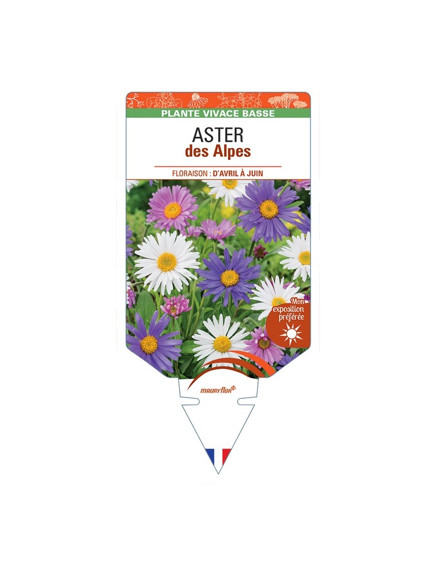 ASTER alpinus voir ASTER des Alpes (varié)