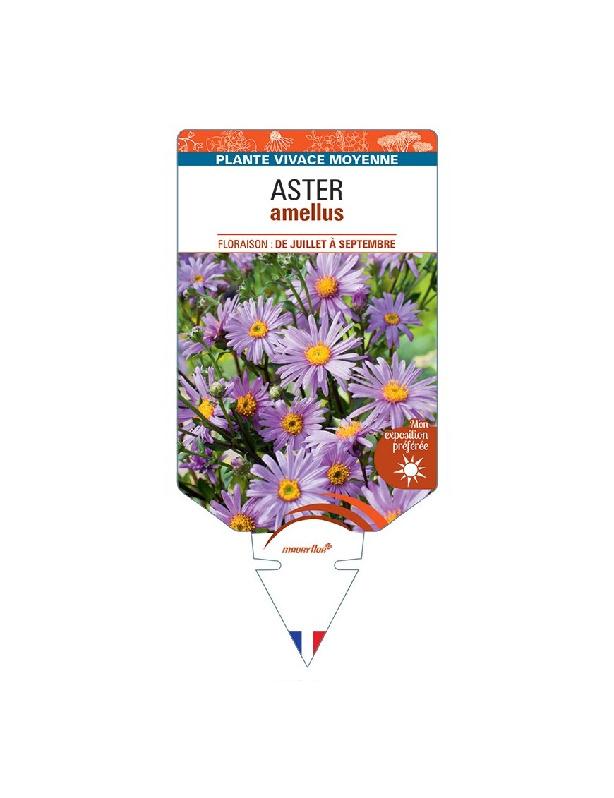 ASTER amellus