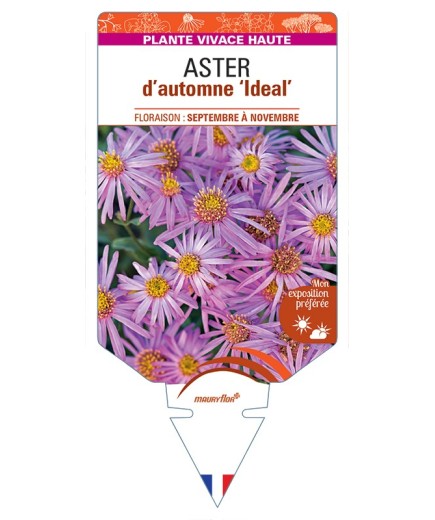 ASTER cordifolius Ideal voir ASTER d’automne