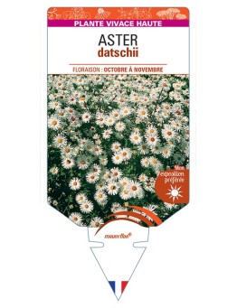 ASTER DATSCHII (blanc)