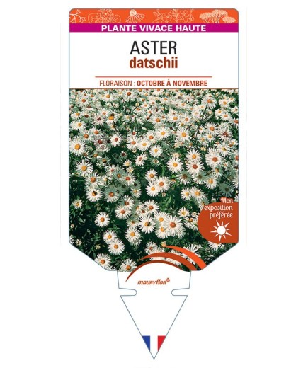 ASTER DATSCHII (blanc)