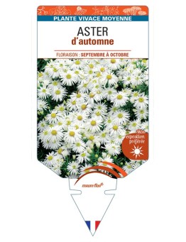 ASTER DUMOSUS D'AUTOMNE (blanc)