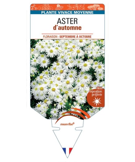 ASTER DUMOSUS D'AUTOMNE (blanc)
