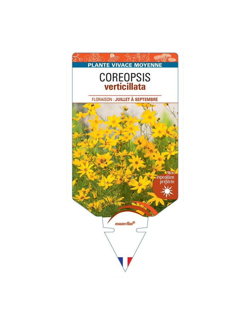 COREOPSIS verticillata (jaune) *