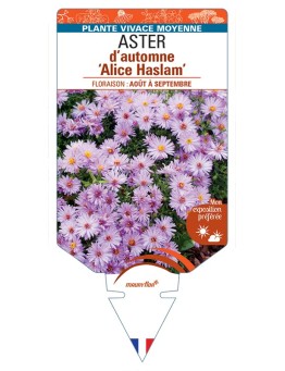ASTER dumosus-Hybride Alice Haslam voir ASTER d’automne