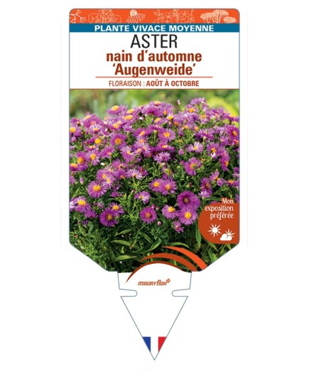 ASTER dumosus-Hybride Augenweide voir ASTER nain d’automne