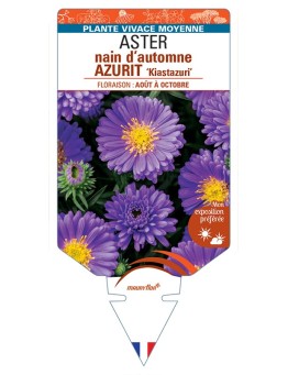 ASTER dumosus-Hybride AZURIT Kiastazuri voir ASTER nain d’automne