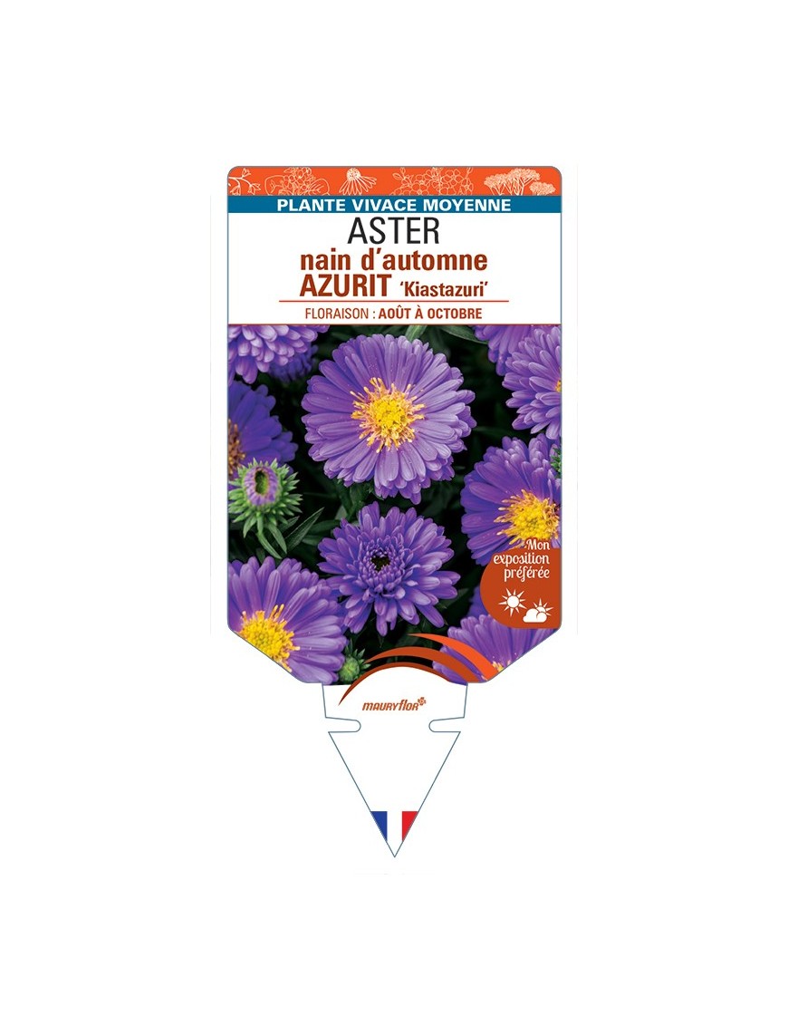ASTER dumosus-Hybride AZURIT Kiastazuri voir ASTER nain d’automne
