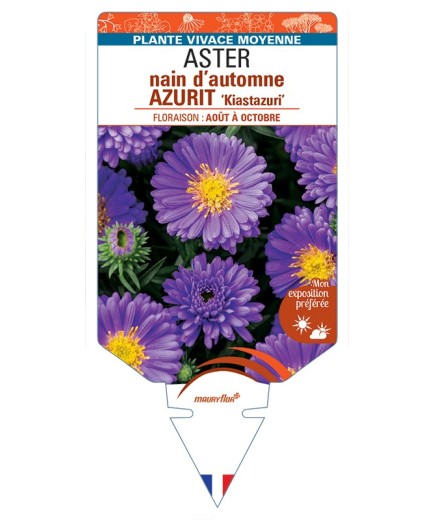 ASTER dumosus-Hybride AZURIT Kiastazuri voir ASTER nain d’automne