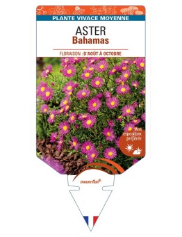 ASTER dumosus-Hybride Bahamas