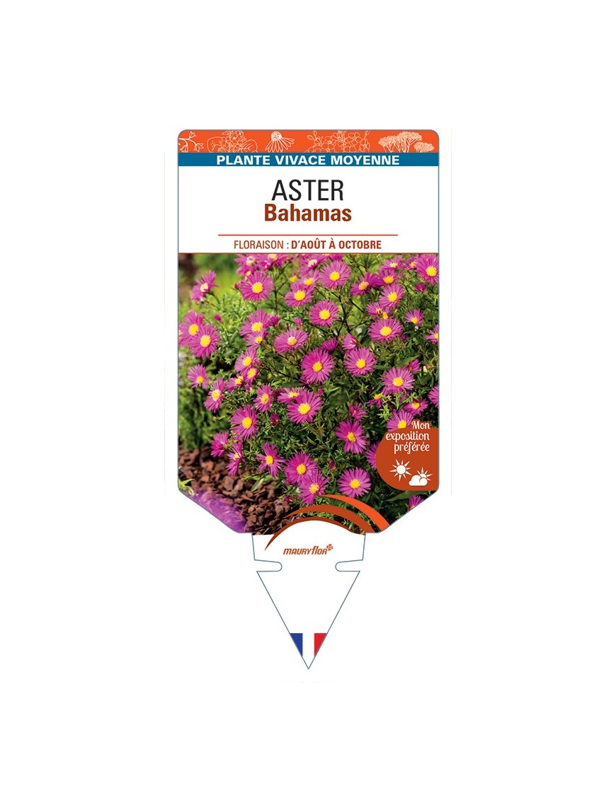 ASTER dumosus-Hybride Bahamas