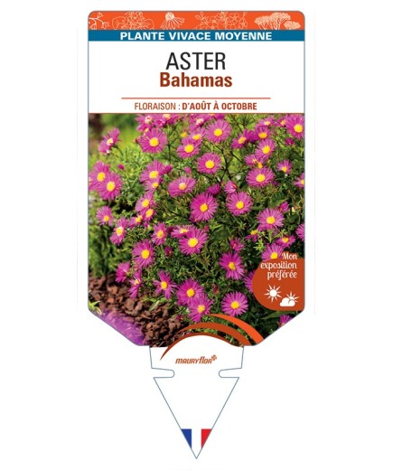 ASTER dumosus-Hybride Bahamas