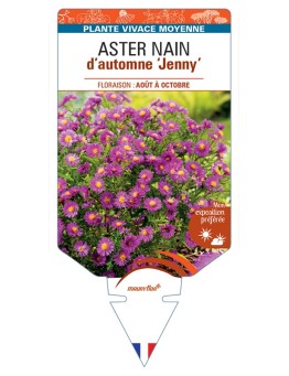 ASTER dumosus-Hybride Jenny voir ASTER nain d’automne