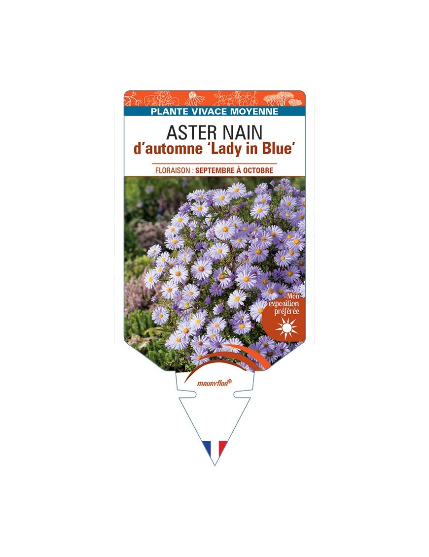ASTER dumosus-Hybride Lady in Blue voir ASTER nain d’automne