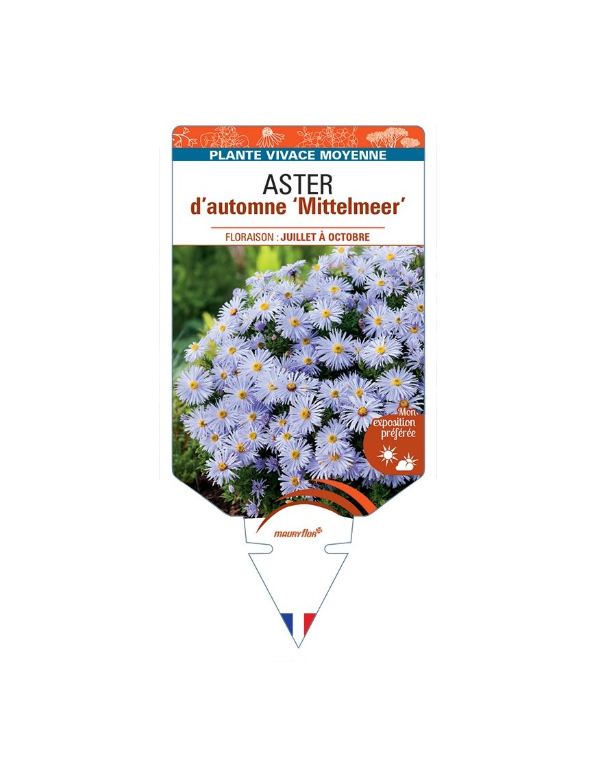 ASTER dumosus-Hybride Mittelmeer voir ASTER d’automne