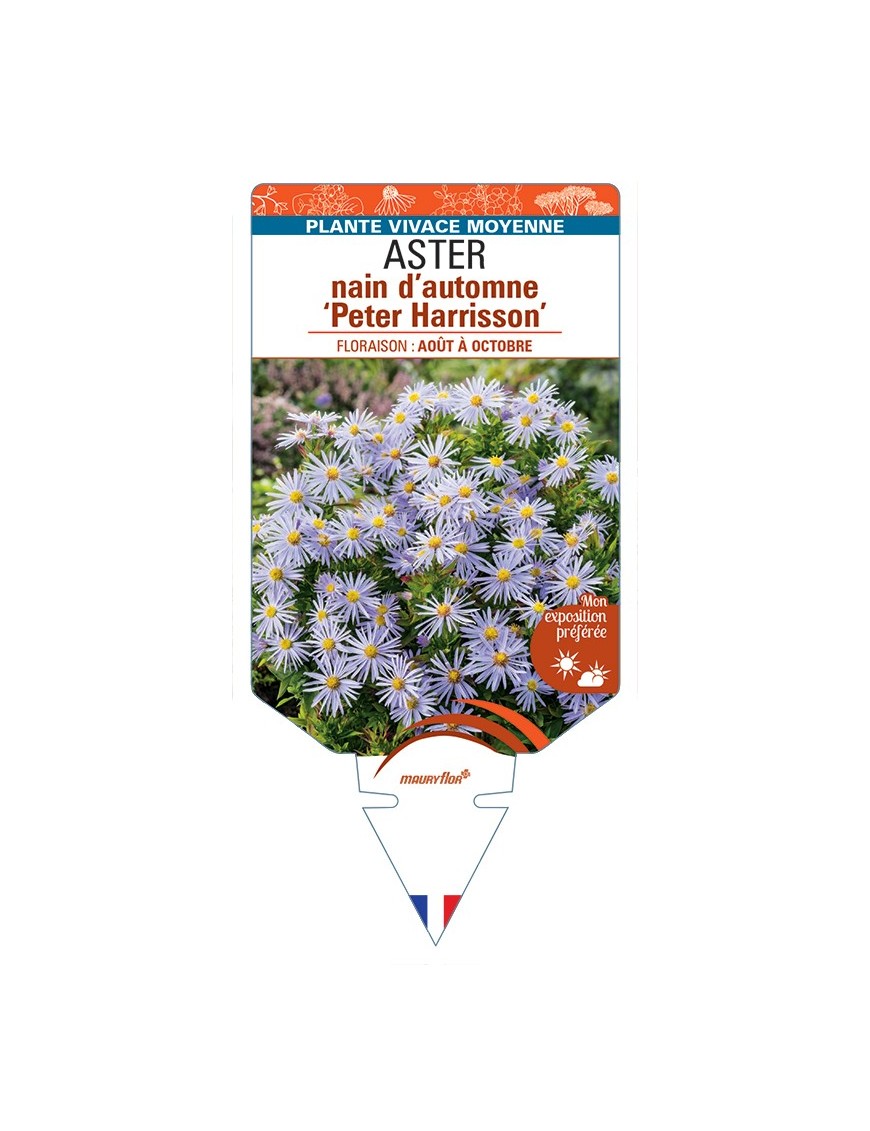 ASTER dumosus-Hybride Peter Harrisson voir ASTER nain d’automne