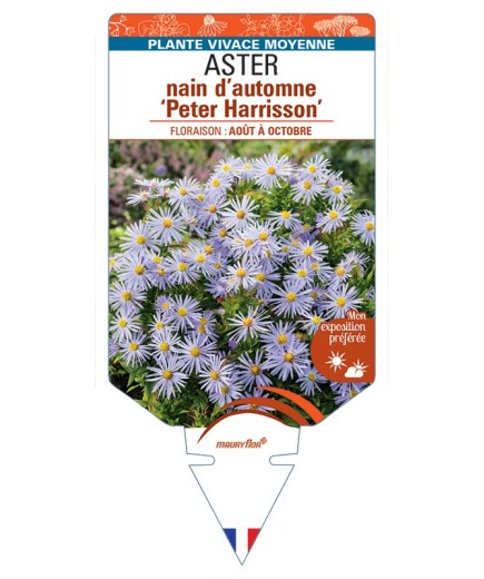ASTER dumosus-Hybride Peter Harrisson voir ASTER nain d’automne
