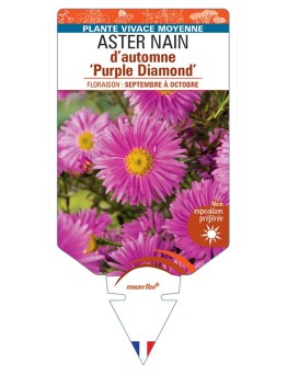 ASTER dumosus-Hybride Purple Diamond voir ASTER nain d’automne