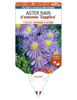 ASTER dumosus-Hybride SAPPHIRE voir ASTER nain d’automne