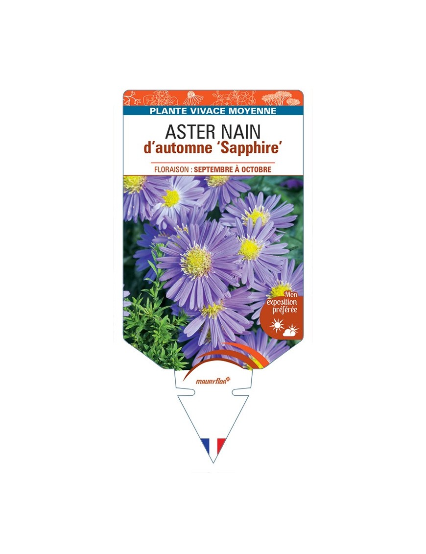 ASTER dumosus-Hybride SAPPHIRE voir ASTER nain d’automne