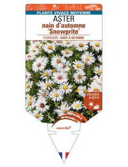 ASTER dumosus-Hybride Snow Sprite voir ASTER nain d’automne