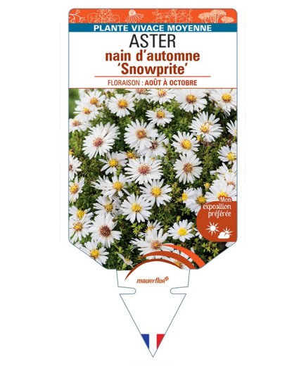 ASTER dumosus-Hybride Snow Sprite voir ASTER nain d’automne