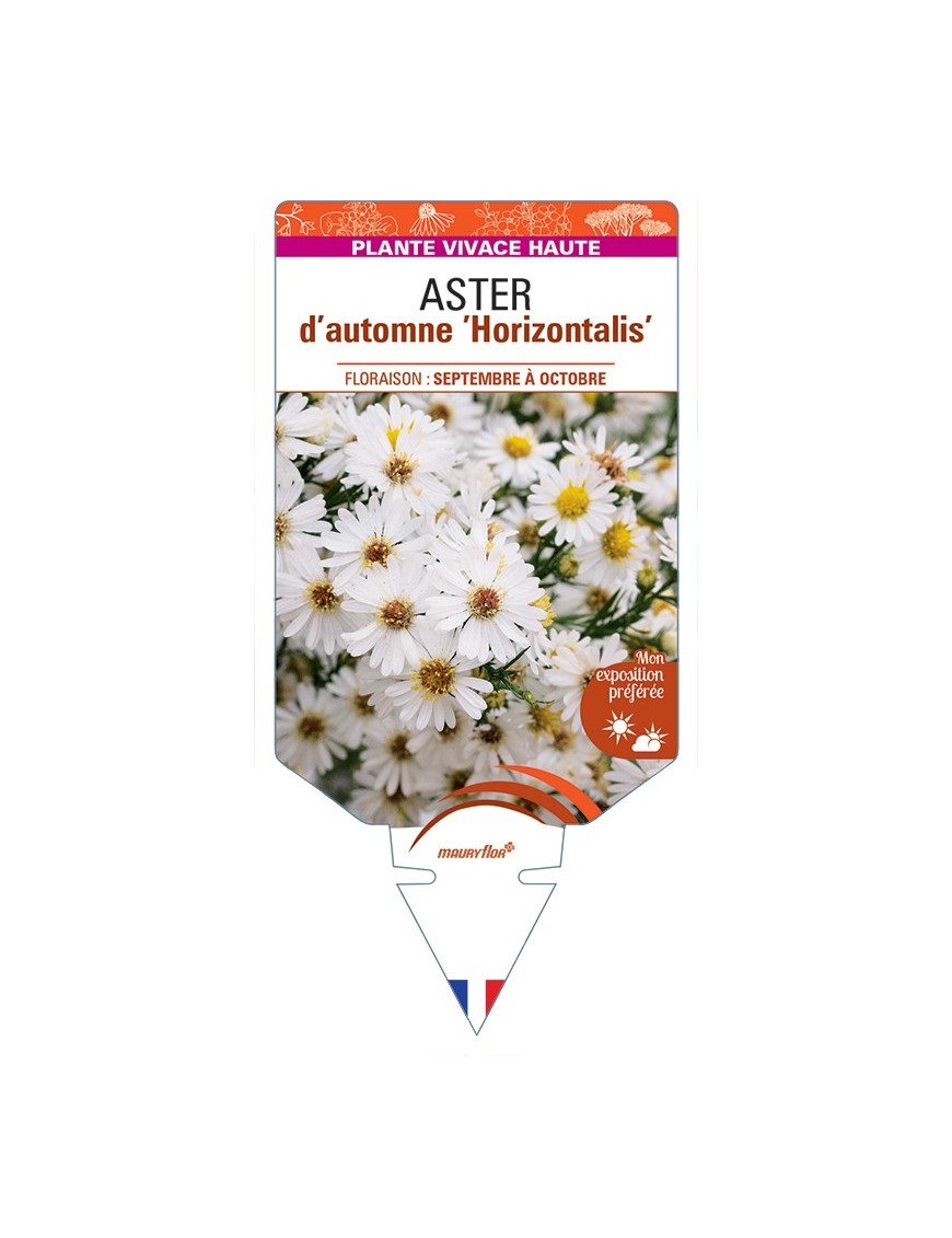 ASTER lateriflorus Horizontalis voir ASTER d’automne (blanc)