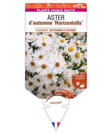 ASTER lateriflorus Horizontalis voir ASTER d’automne (blanc)