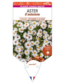 ASTER novi-belgii D'AUTOMNE (double blanc)