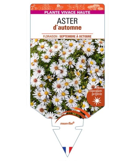 ASTER novi-belgii D'AUTOMNE (double blanc)