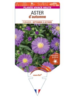 ASTER novi-belgii D'AUTOMNE (double bleu)