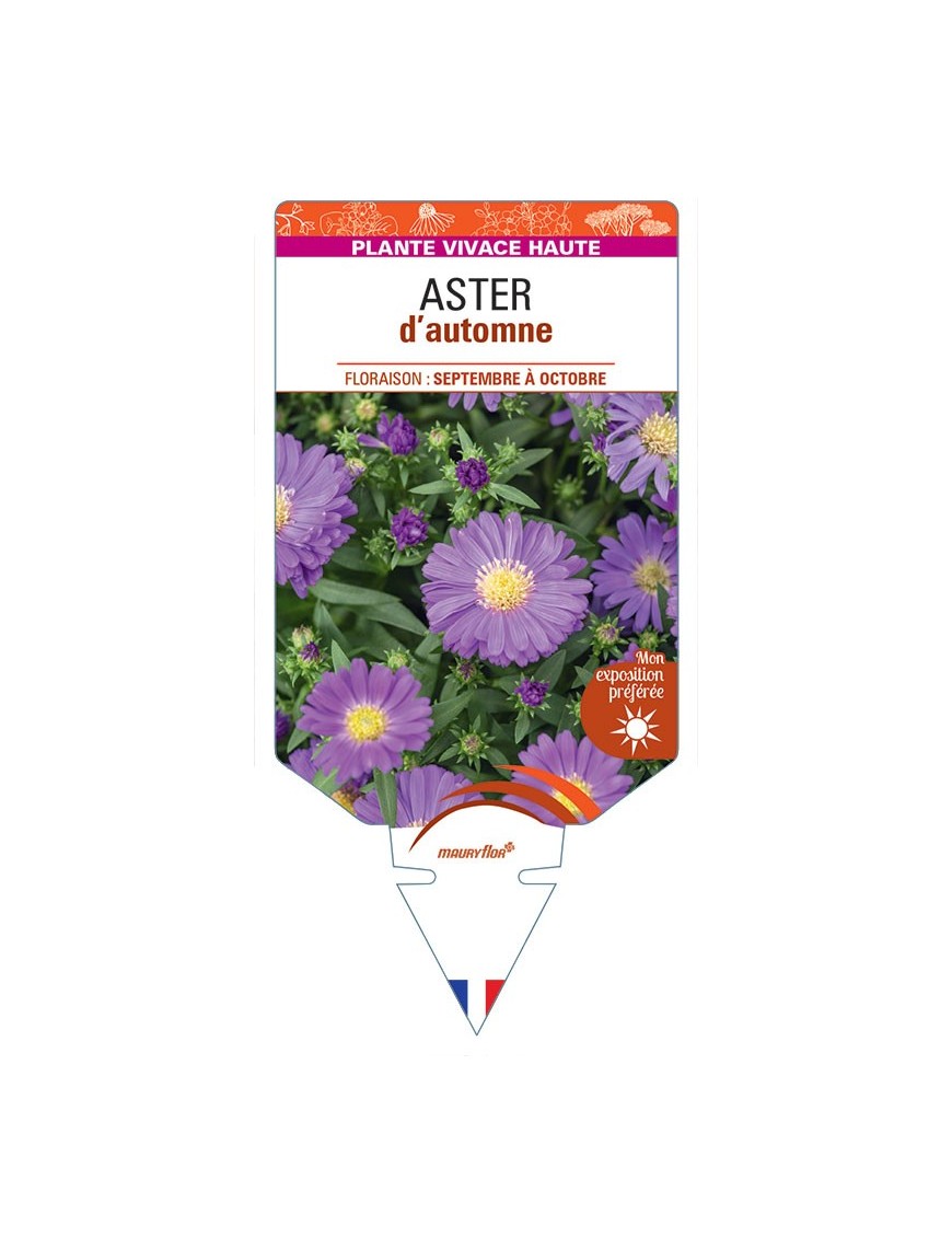 ASTER novi-belgii D'AUTOMNE (double bleu)