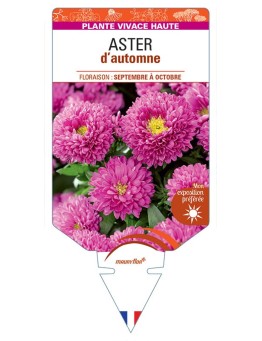 ASTER novi-belgii D'AUTOMNE (double rose)