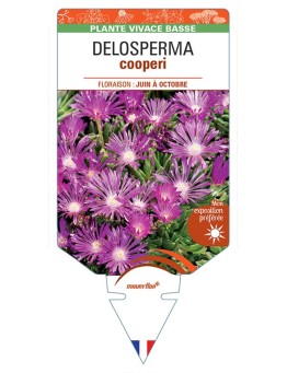DELOSPERMA cooperi