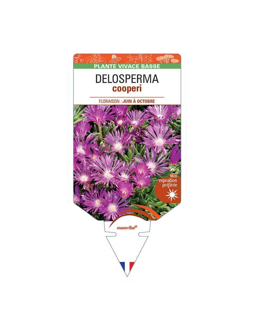 DELOSPERMA cooperi