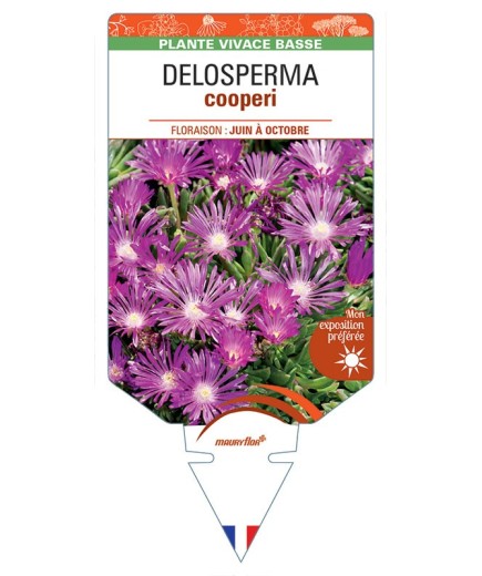 DELOSPERMA cooperi