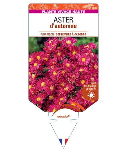 ASTER novi-belgii D'AUTOMNE (simple rose)