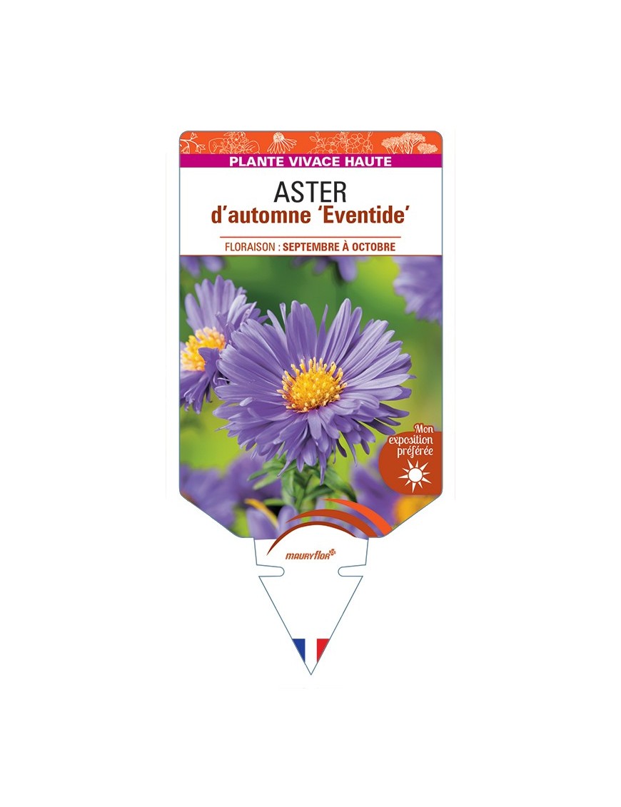 ASTER novi-belgii Eventide voir ASTER d'automne